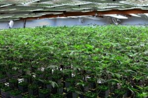 Indoor marijuana plants in rows.